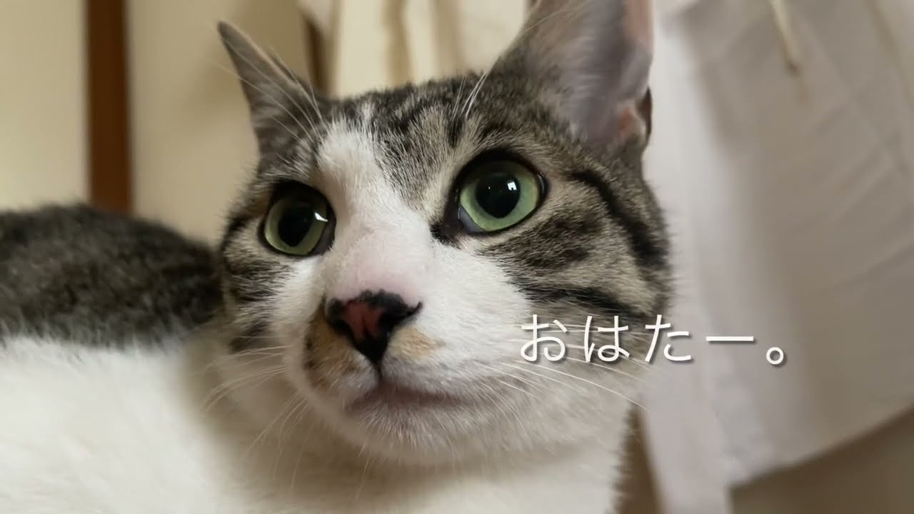 子ねこ2匹がやって来た！ ご住職の朝食風景が人気の「那須の長楽寺」 かわいい