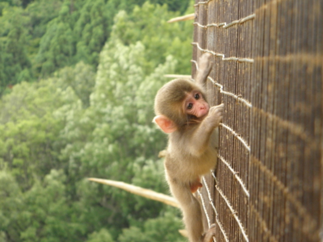 嵐山モンキーパーク@arashiyama_monkeypark· Kyoto-shi, Kyoto