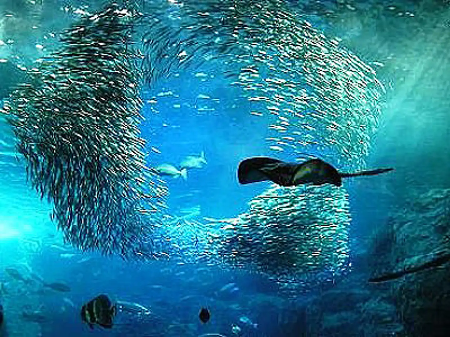 最新 日本の水族館31選！来館者ランキングをもとに人気者や展示内容を一挙紹介 じゃらんニュース