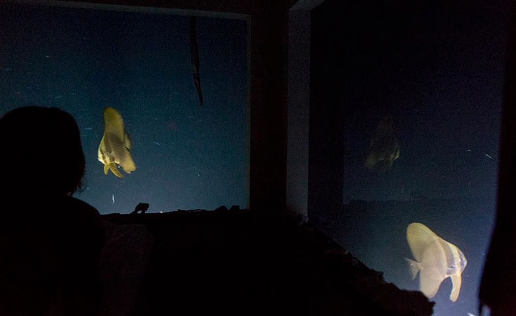 世界最高の水中ホテル: 海の下でリラックス シティマガジン