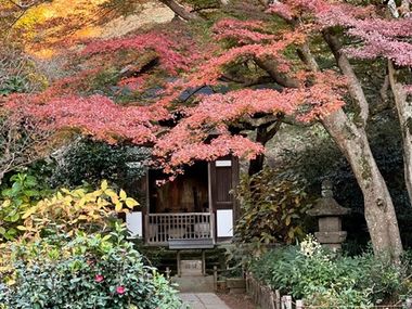 鎌倉・円覚寺の紫陽花 梅雨空の下で鮮やかに - ウェザーニュース