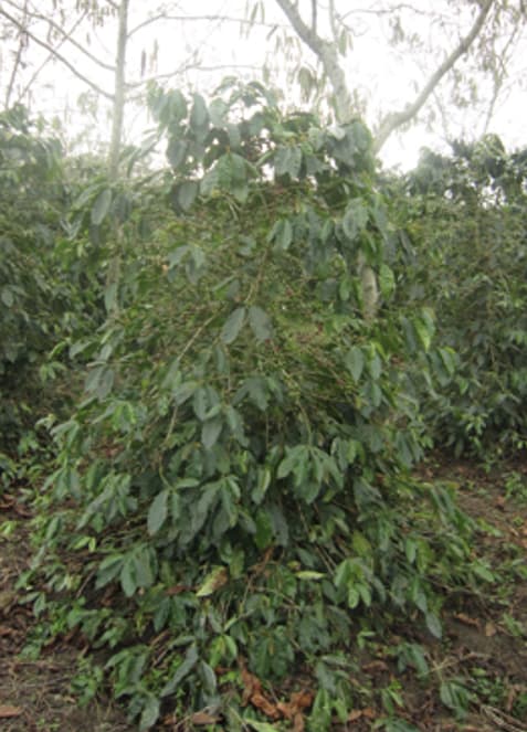 ツナ缶·パウチを拡販強化 伊藤忠・はごろもフーズ合弁 中間層の購買力向上でじゃかるた新聞