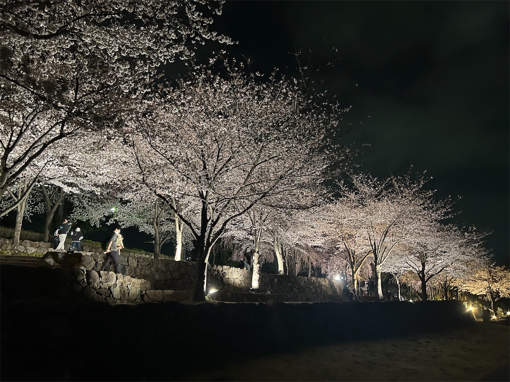 群馬県前橋公園桜まつり2024TikTok