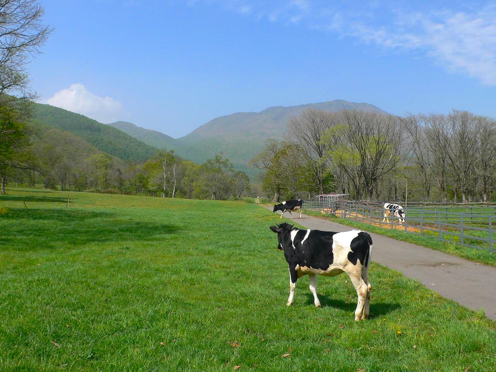 戸隠牧場＊の～んびり散策 - フィールドノート「今日も春風の丘で」～小さな森と花咲く丘～