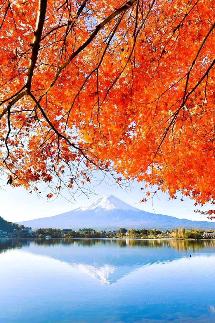 河口湖もみじ回廊の見頃時期は？アクセス情報や周辺スポットも紹介びゅうトラベル JR東日本