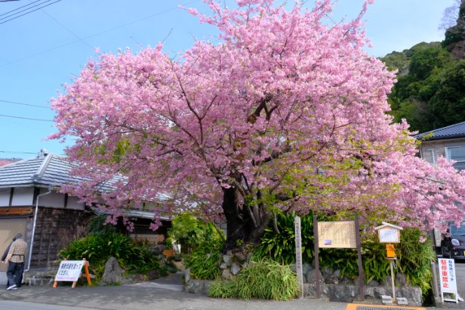 河津桜ライブカメラ 「静岡県河津町」ライブカメラより2024年2月19日 月