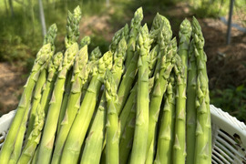 COZY TERRACE コージーテラス出雲市 地域循環農業@cozyterrace• Instagram photos andvideos