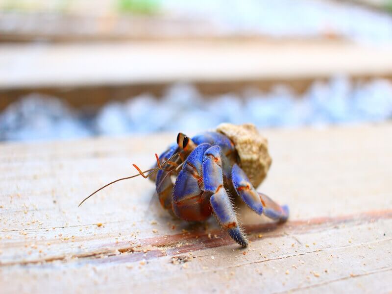 オカヤドカリさんまだ綺麗な個体たくさんいますよやどかり屋 営業時間 11:00-18:00 火曜日、水曜日、木曜日定休 祝日は営業時間外は事前ご予約でお気軽にご来店ください。 和歌山県有田郡湯浅町別所59-30 ヤドカリビル1F 0737-23-8131和歌山有田有田ラボ
