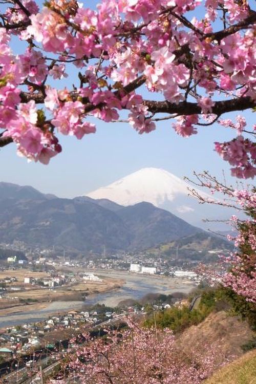 まつだ桜まつり：河津桜と菜の花と富士山が見られます♪ 神奈川県足柄上郡松田町