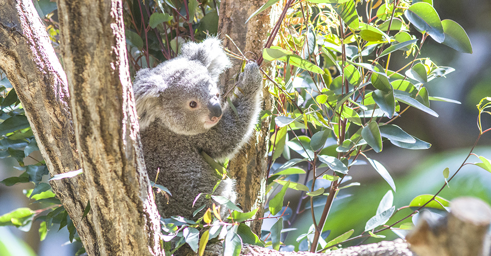 オーストラリア 大自然を満喫しよう！メルボルンから行けるおすすめレジャースポット10選