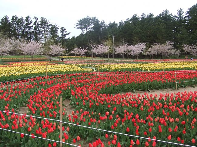 鶴岡「いこいの村公園」チューリップ見頃 市民の思い結実かれんな花咲く24日に開園式ヤマザクラ記念植樹も2021年04月22日付紙面より荘内日報ニュース−山形・庄内荘内日報社