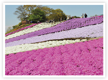 圧倒的な美しさ！冬の風物詩・あしかがフラワーパークのイルミネーション楽天トラベル