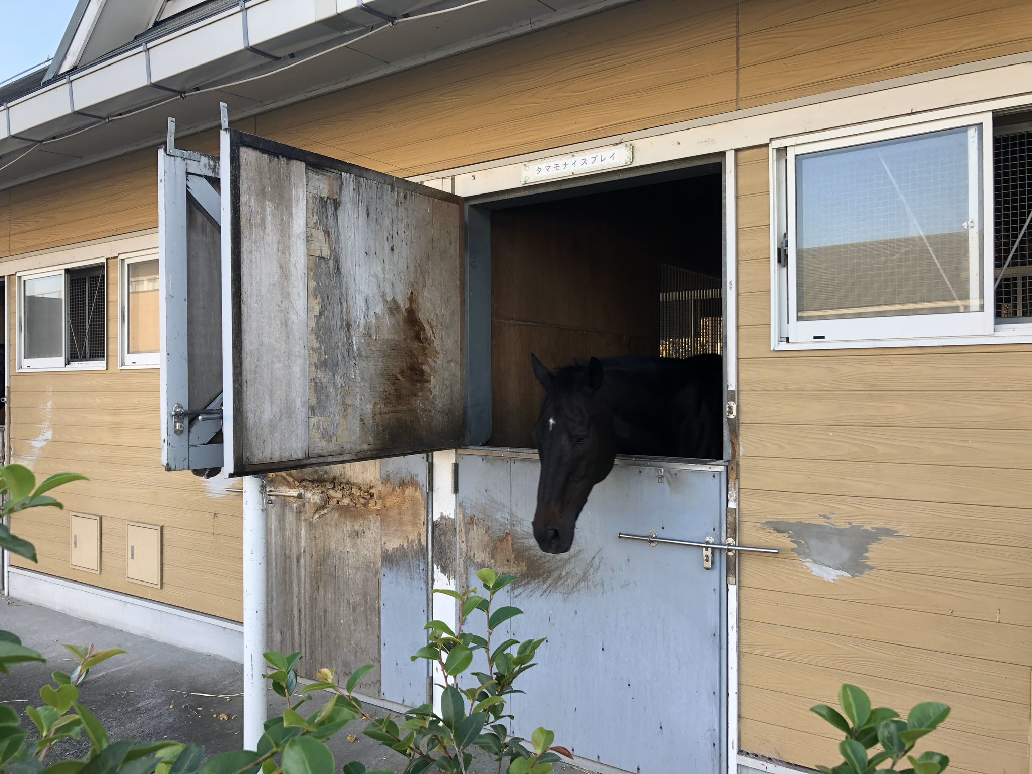 Amazon.co.jp: 17.5x22cm 馬横断歩道ヤードサイン 金属杭付き 面白いアルミ製金属看板 素朴な注意標識ドック、コート、通路、フィールド、屋外での使用に適しフィールドと屋外での使用 : DIY・工具・ガーデン