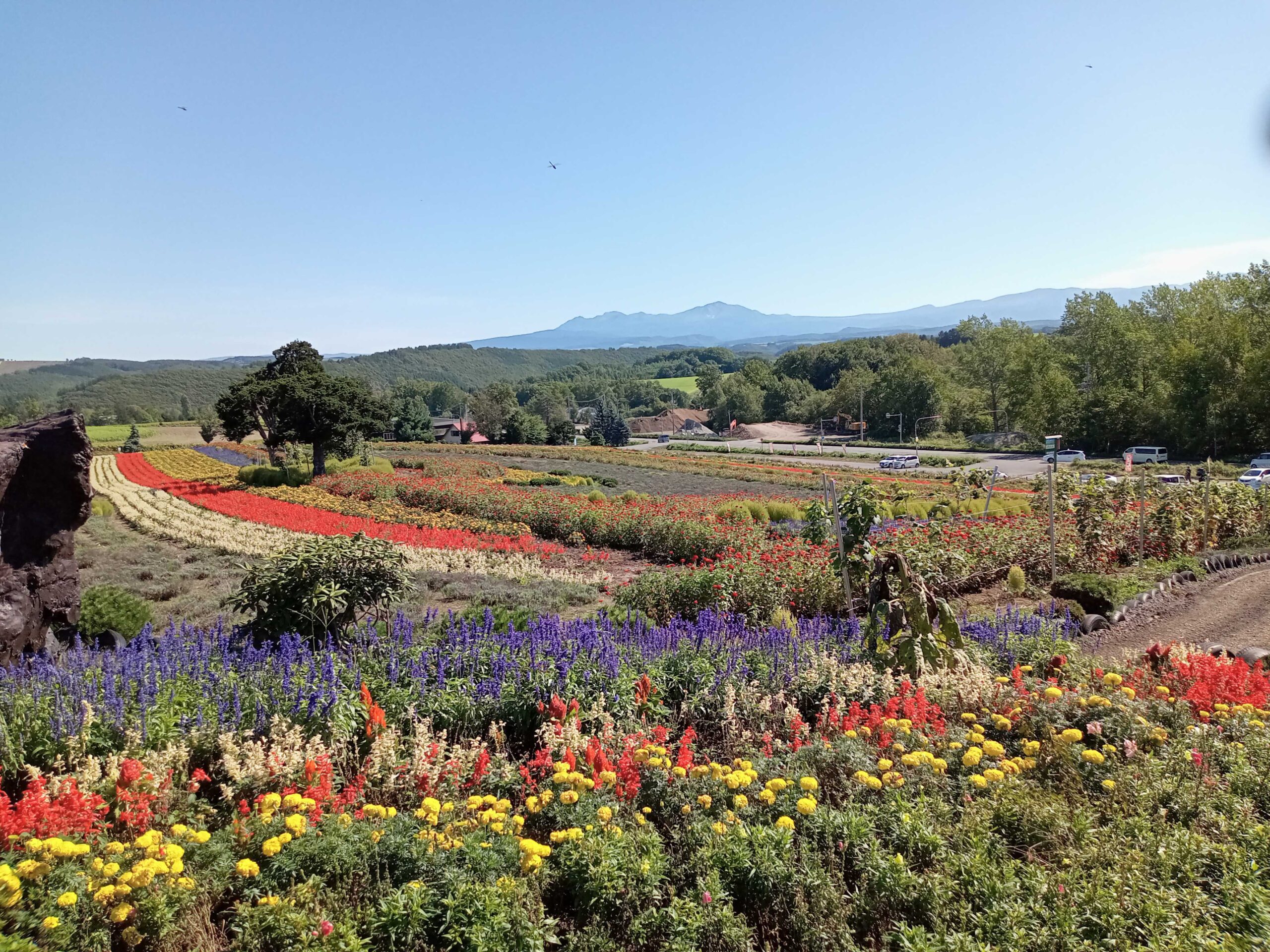 ぜるぶの丘と四季彩の丘どっちが満足できる？短時間で感動できる花畑比較