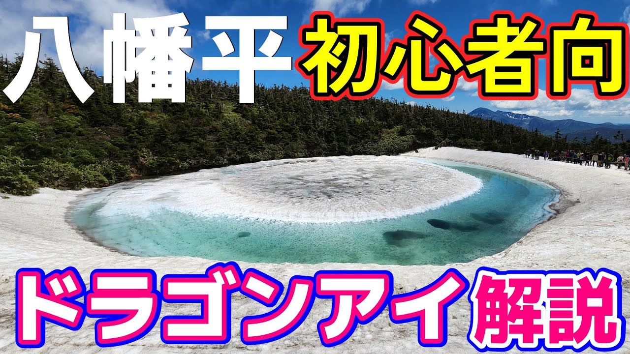 ドラゴンアイ観察日記 2024 6月8日の様子を掲載しました！ - 八幡平リゾート パノラマ＆下倉スキー場 八幡平マウンテンホテル