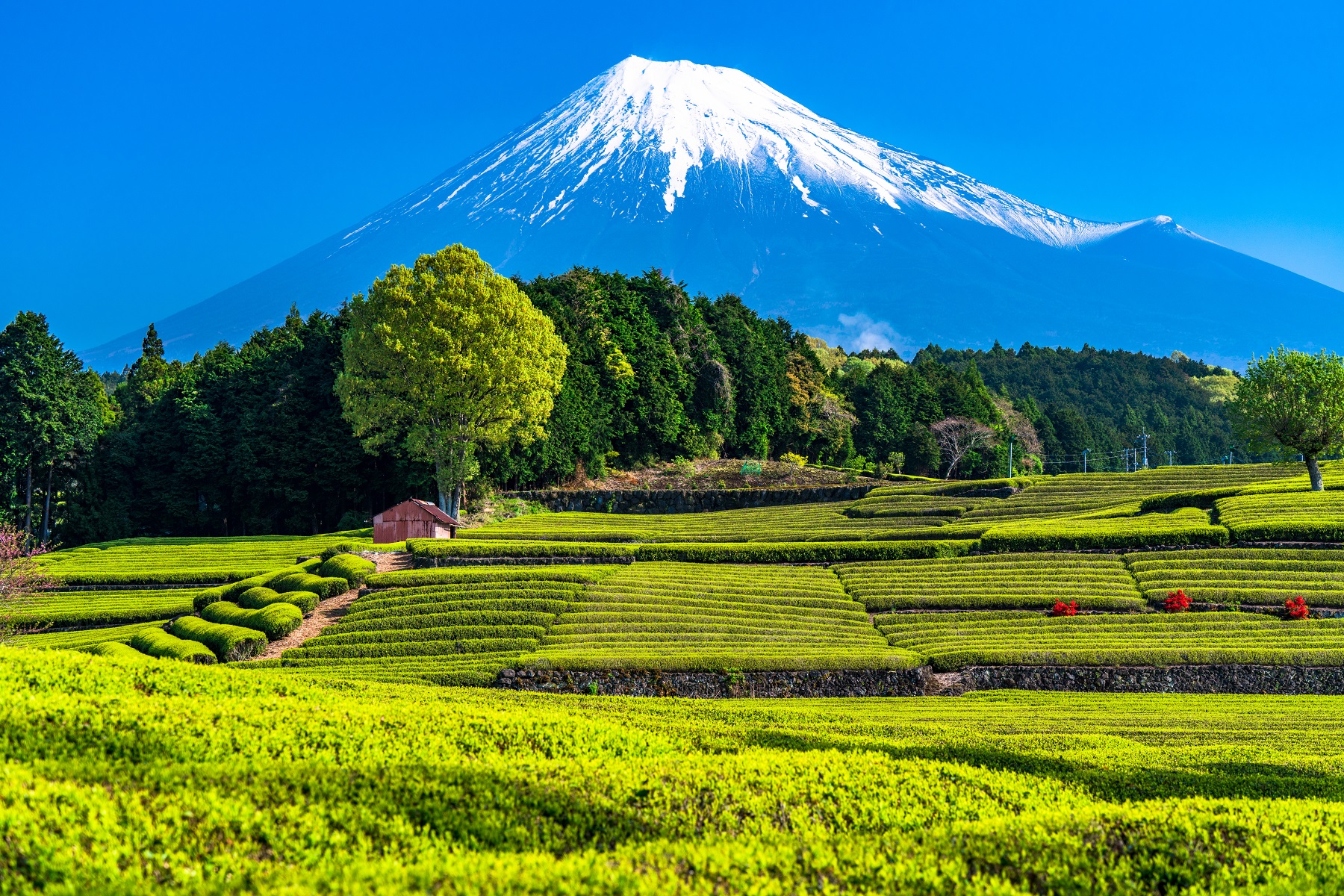伊豆パノラマパークここは高級リゾート？！富士山と駿河湾を絶景テラスで望む、新スポットを徹底紹介！IZU HACK