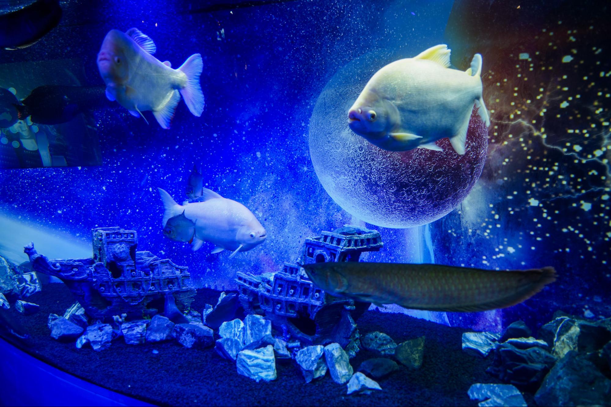 ネタバレ注意 宇宙を旅する水族館「UNDER WATER SPACE」Chloris クロリス