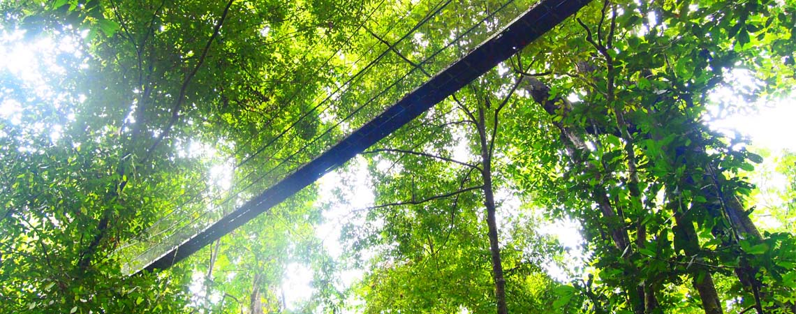 グヌン・ムル国立公園マレーシア世界遺産オンラインガイド