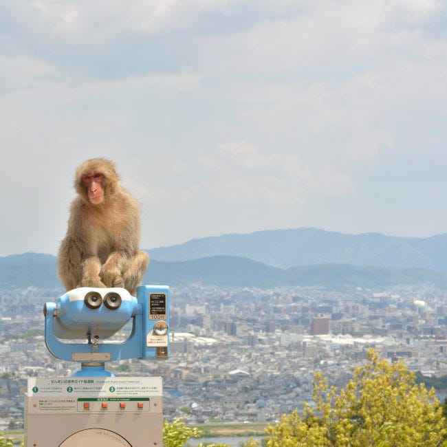 観光客減って餌も減った、サルおなか減った 嵐山モンキーパーク、スタッフが餌やり増やして対応47NEWS よんななニュース