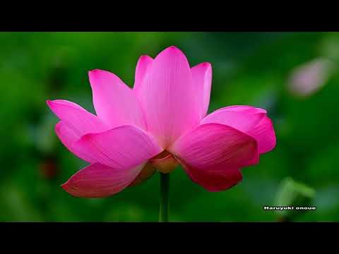 大雲寺 長野県千曲市 お寺情報やさしいお葬式