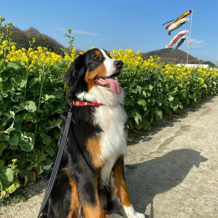 ymgc.dog →山口県内専門‼︎ ⇧ ⇧ ⇧ 山口県内100選の過去投稿はこちらをタップ おすすめポイント👍3選♦︎名勝と呼ばれる日本庭園は雪舟プロデュース ♦︎本殿から眺める庭園は息を飲む美しさ🫢 ♦︎この時期に訪れても涼しい避暑地 犬連れさんポイント☑️◎本殿は