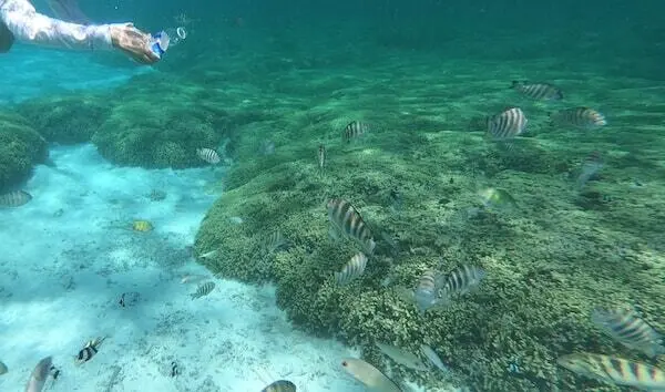 透明度抜群！グアムでシュノーケリングが楽しめる人気のスポット7選！│ダイビングライフ