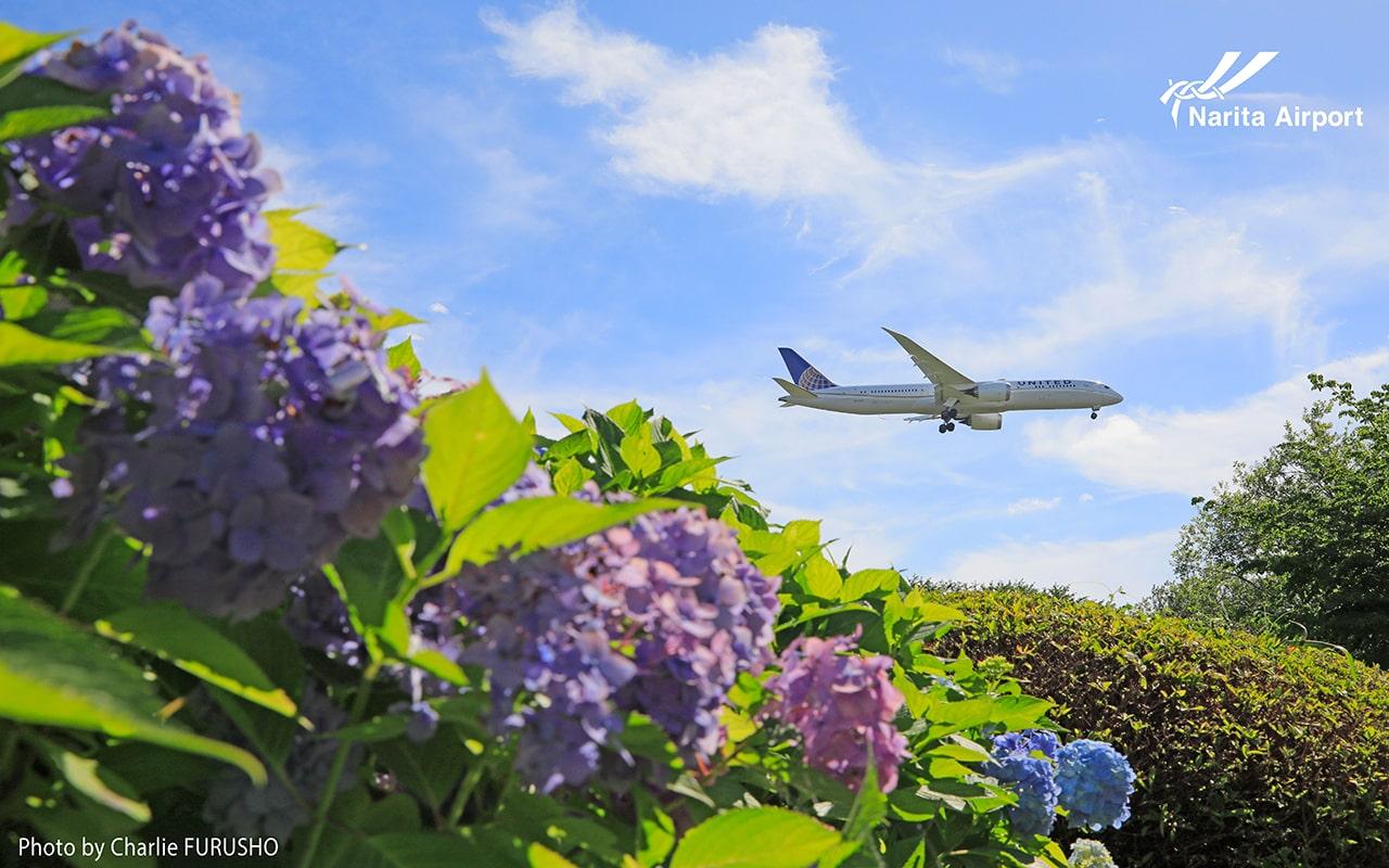 成田エクスプレスE253系アイコンイラスト - No: 25135995無料イラスト・フリー素材なら「イラストAC」