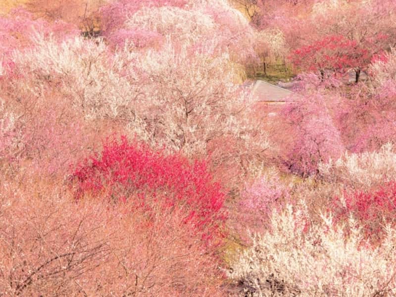 いなべ市農業公園 - 見どころ、アクセス & 周辺情報GOOD LUCK TRIP