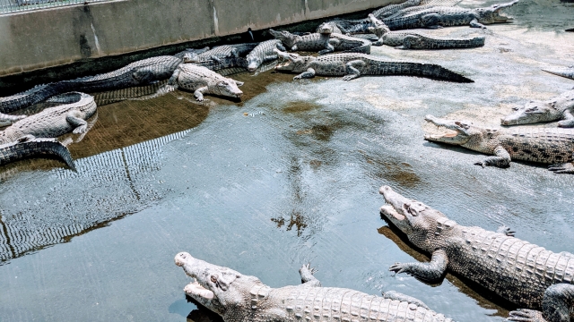 別府地獄巡りのおすすめコースと見どころをまとめる 観光グルメSTAY MINIMAL