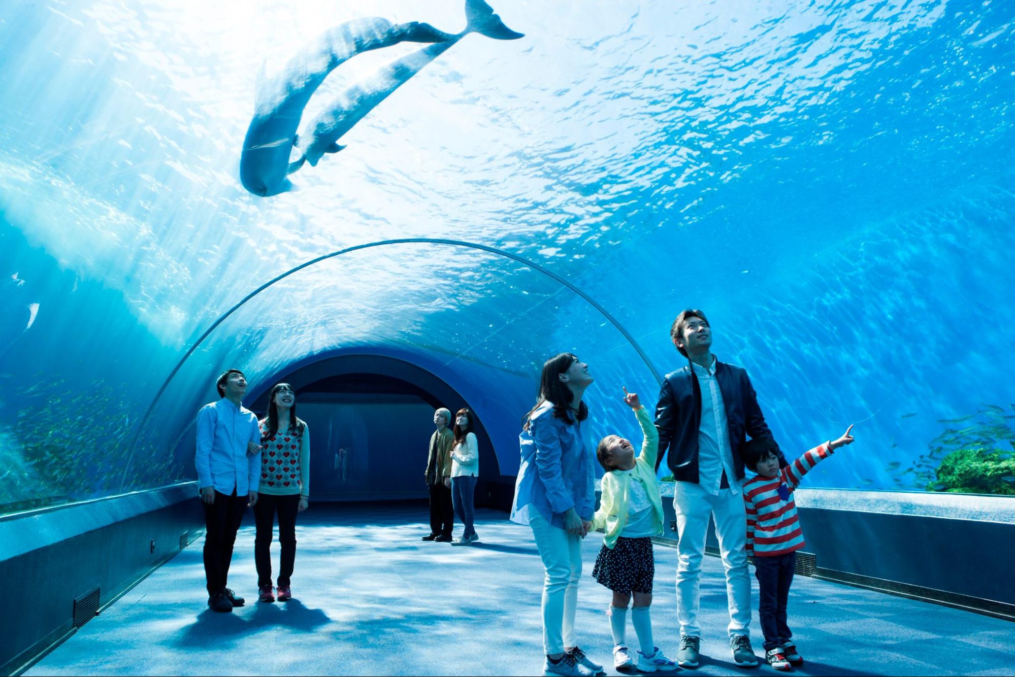 水族館デートで水槽を前に見つめ合う若いカップルの写真素材80318003- PIXTA