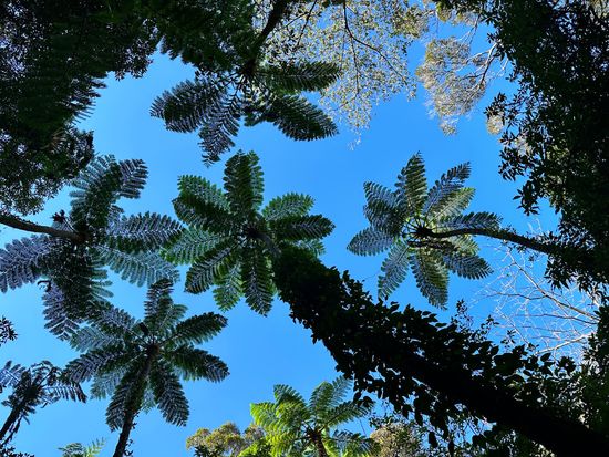 奄美大島 世界自然遺産 金作原原生林ツアー認定ガイドと歩くトレッキング体験」あまみ便り 観光ネットワーク奄美