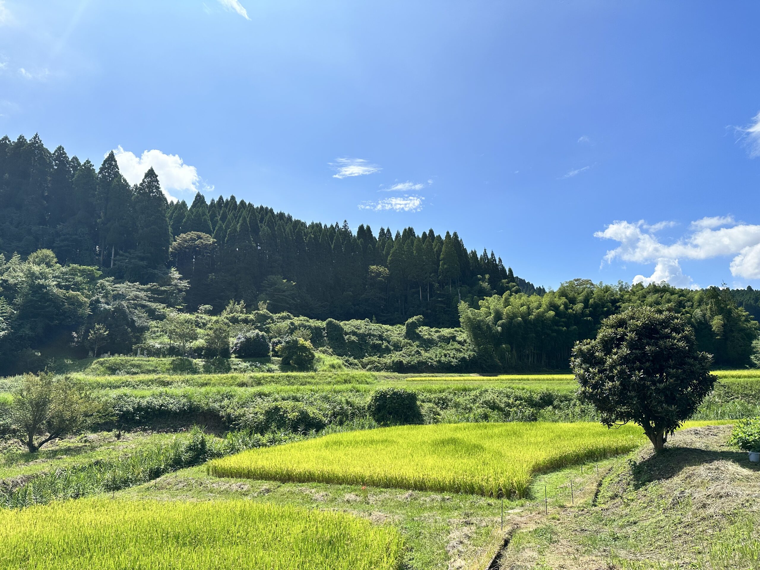 新海誠監督のすずめの戸締り のロケ地と言われているのが玖珠町の旧豊後森機関庫。ほら、後ろに描かれてる！ 機関庫は、中津市と玖珠町を繋ぐストーリー日本遺産「やばけい遊覧」の構成文化財です。聖地巡礼とあわせて紅葉真っ盛りの耶馬渓を堪能してくださいね✨✨