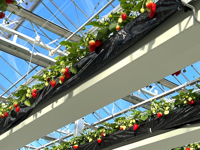 2025年ニューオープン！いちご狩りが楽しめる複合施設「ファミリーガーデンNHW」の魅力を徹底解説します！取材レポート観光三重 かんこうみえ