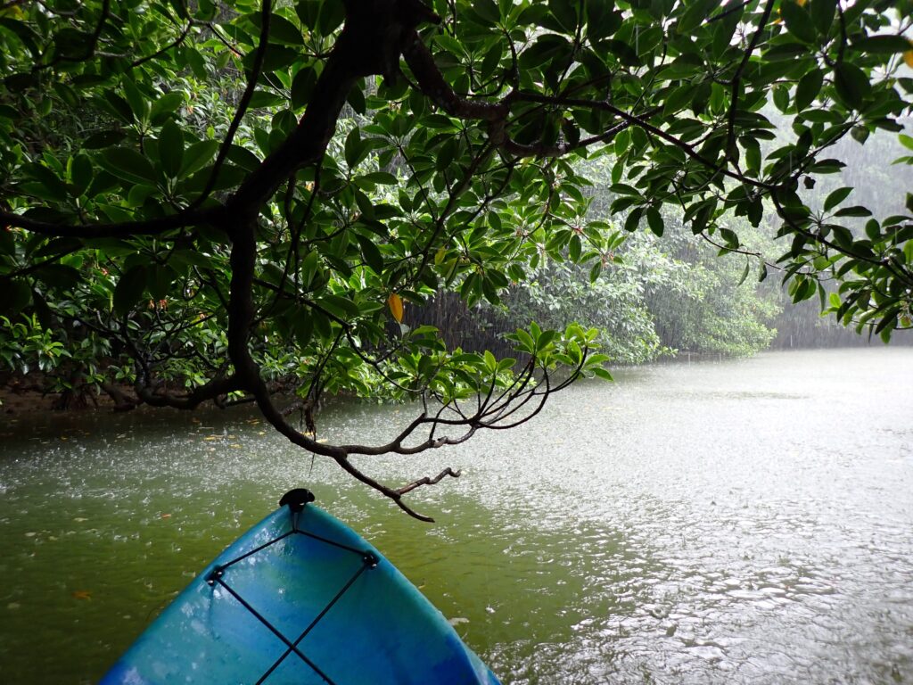 石垣島 名蔵アンパルでマングローブカヤック体験！ラムサール保護地域の自然と植物を堪能 - BeeTrip びーとりっぷ