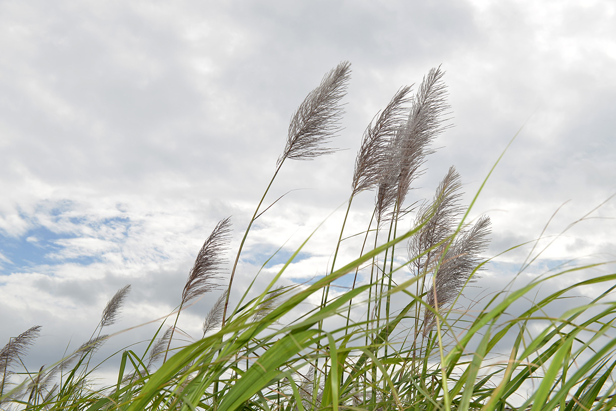 石垣島でこそ発揮する生命力 「サトウキビ」 - 川瀬良子の沖縄県あぐり紀行 - TOKYO FM 80.0MHz