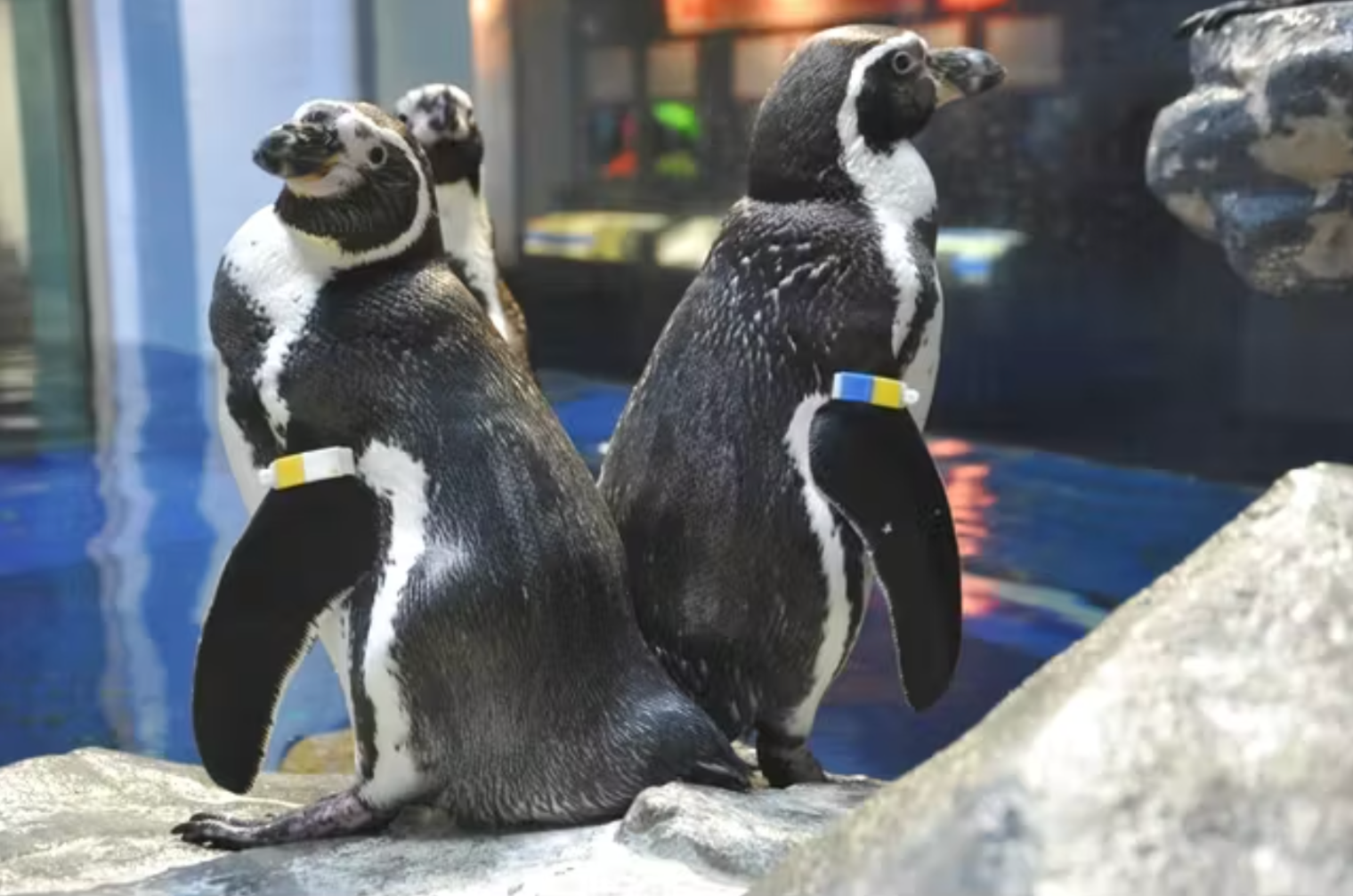 七里ガ浜 ２年生エース谷口 一球に泣く「配球間違えた」 高校野球神奈川大会 ２回戦カナロコ by 神奈川新聞