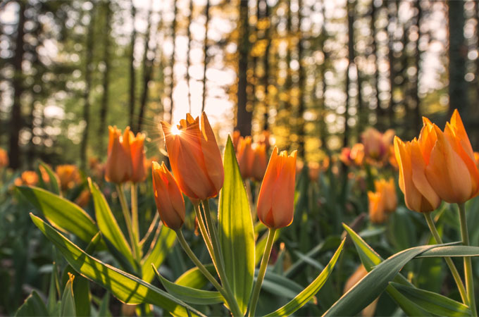 フリー画像自然風景草原の風景アメリカ風景フリー素材画像素材なら！無料・フリー写真素材のフリーフォト