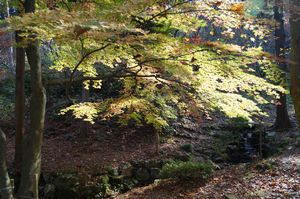 弥彦もみじ谷新潟県央地区情報ポータルサイト：県央なび新潟県央なび – 燕市・三条市・加茂市・弥彦村の店舗・施設案内