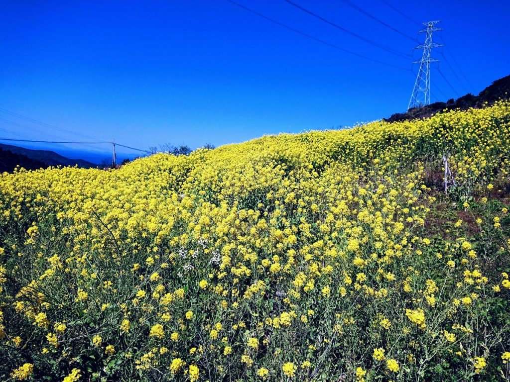 早春のやなぎやま・柳山アグリランド薩摩川内市観光物産ガイド こころ