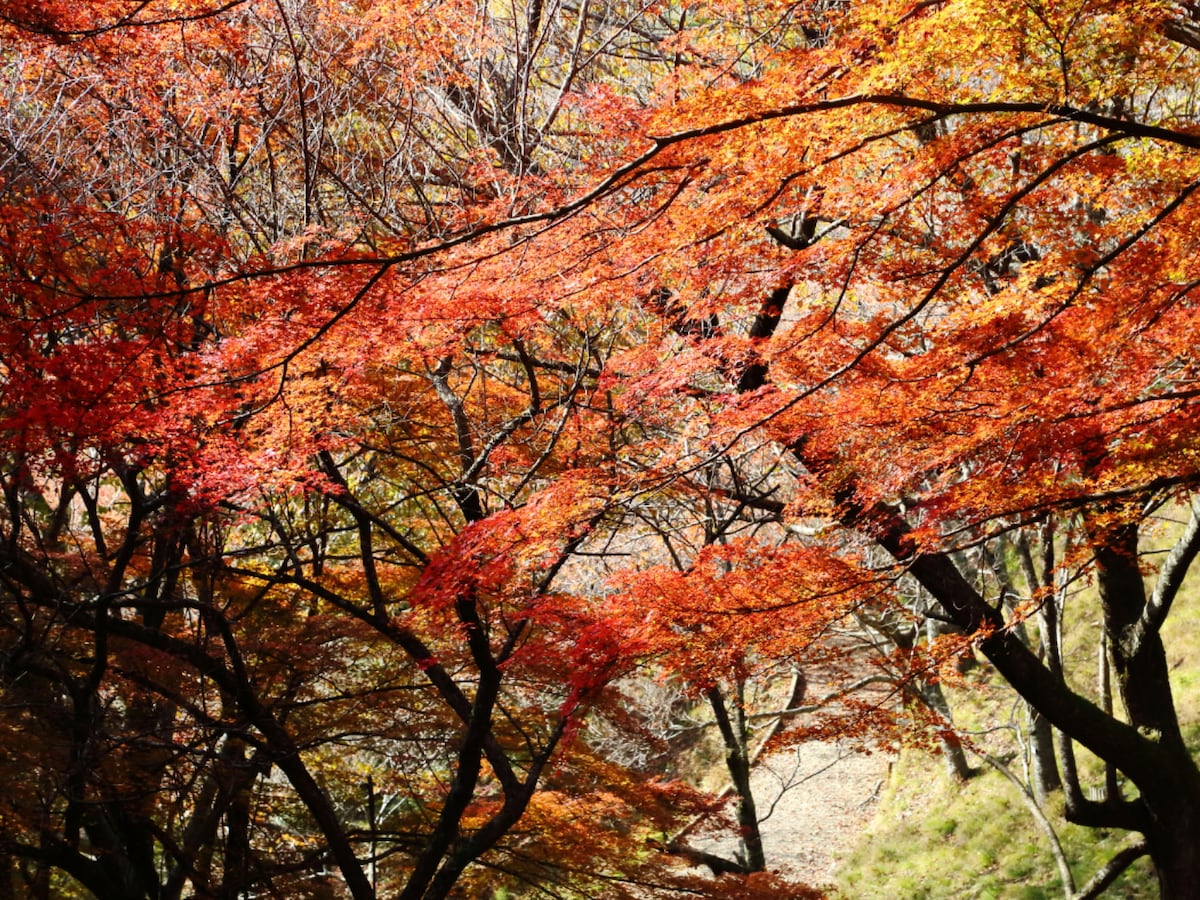 能勢妙見山 日蓮宗霊場Toyono-gun Osaka
