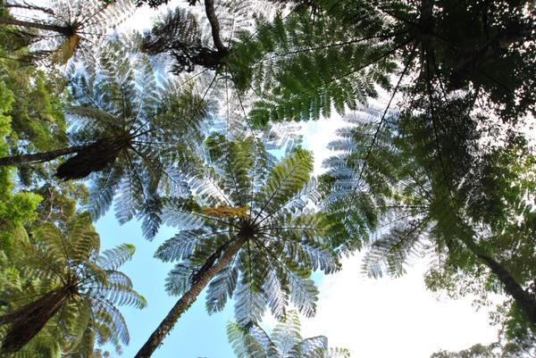 奄美大島・貸切 金作原原生林ツアー 奄美ガイドfumi23 - じゃらん遊び体験