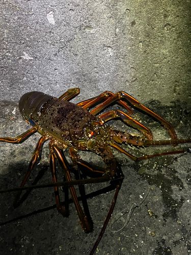 楽天市場 伊勢海老 三重県産 ９００ｇ サイズ限定特別価格 送料無料 刺身用瞬間冷凍 伊勢エビ イセエビ プレゼント ギフト : 伊勢鳥羽志摩特産横丁