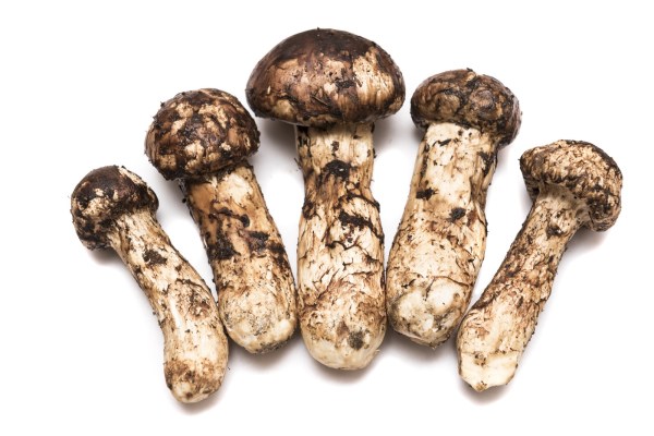 マツタケ狩りは庶民の娯楽だった 生活様式が変えた価値大阪府 ：朝日新聞