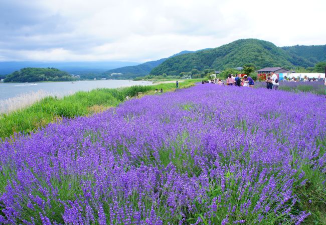 2025年 河口湖ハーブフェスティバル - 出発前に知っておくべきことすべて - トリップアドバイザ