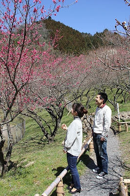 高尾梅郷散策 ２０１９- 飲んでもブログ