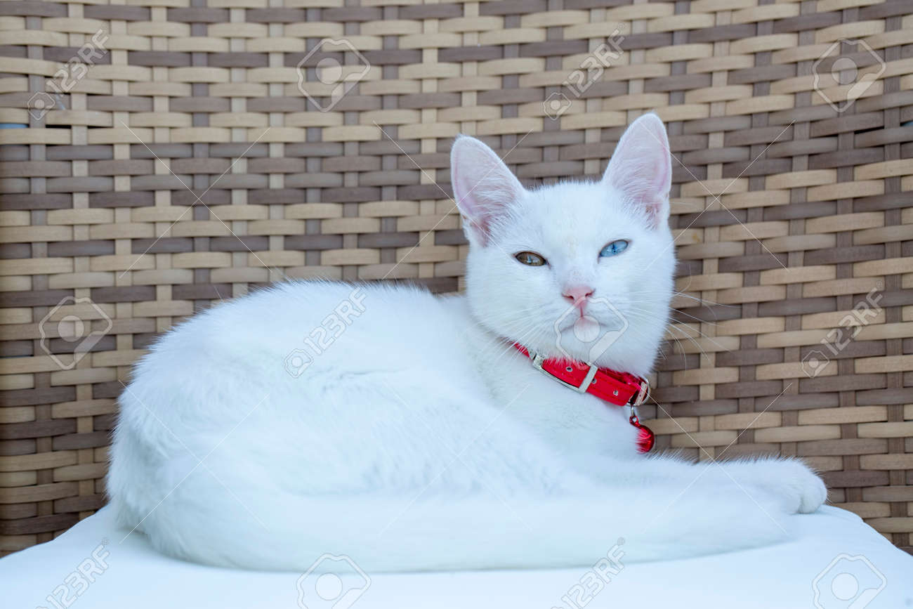 赤ちゃんの名前 : トルコ子育て生活