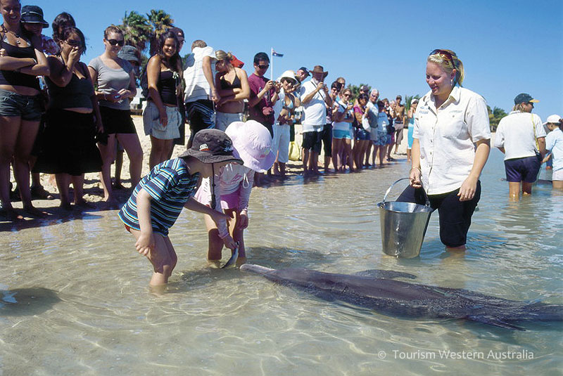 セスナで行く モンキーマイア＆シェルビーチ 1日観光ツアー 野生のイルカと触れ合える貴重な体験 ＜英語ガイド＞パースの観光・オプショナルツアー専門 VELTRA ベルトラ