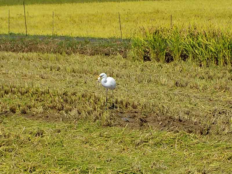 9月20日 稲刈り後の田んぼは青くなる 京丹後市