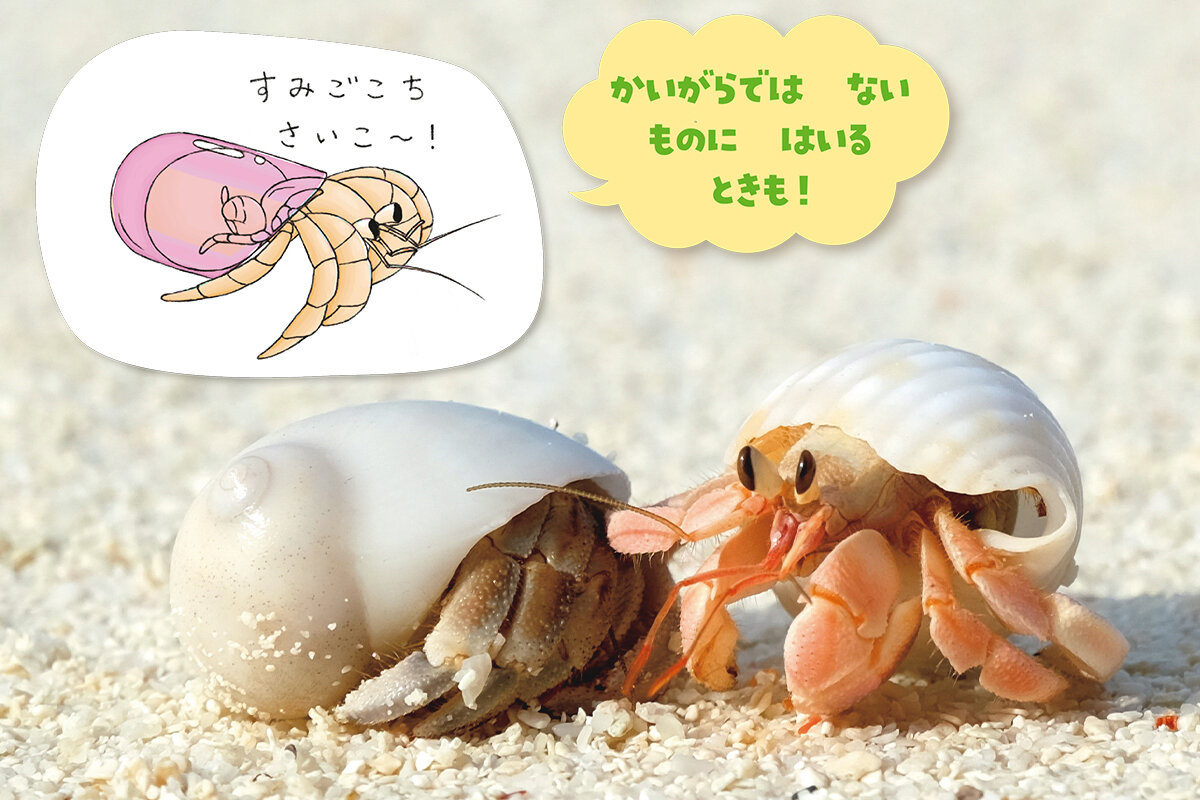 海のいきもの ヤドカリと、その仲間たちMarine Diving web マリンダイビングウェブ