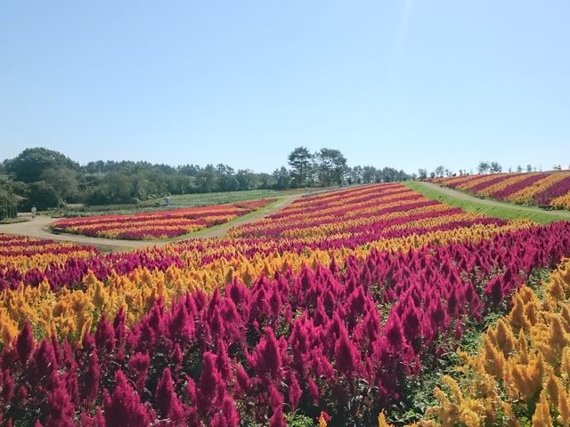 割引券 まとめ売り 那須ワールドモンキーパーク サファリパーク あしかがフラワーパークYahoo!フリマ 旧PayPayフリマ